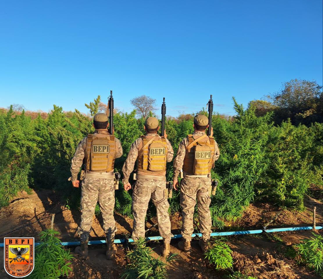 PM encontra roça de maconha de 5 hectares em Nazaré do Piauí - Foto: Reprodução/ascom