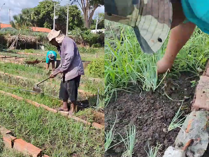 Horticultores da maior horta comunitária da América Latina - Foto: Lupa1