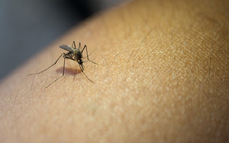 Mosquito transmissor da doença- Foto: Ascom