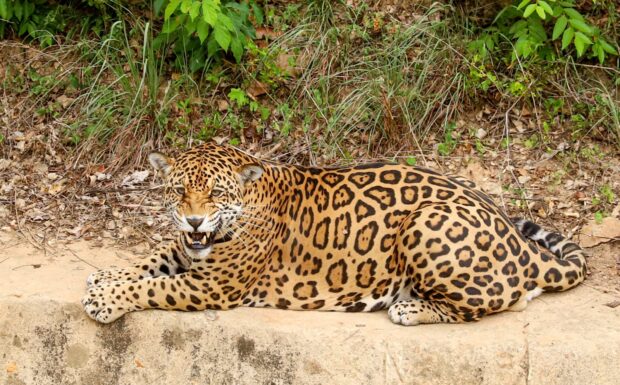 Onça pintada