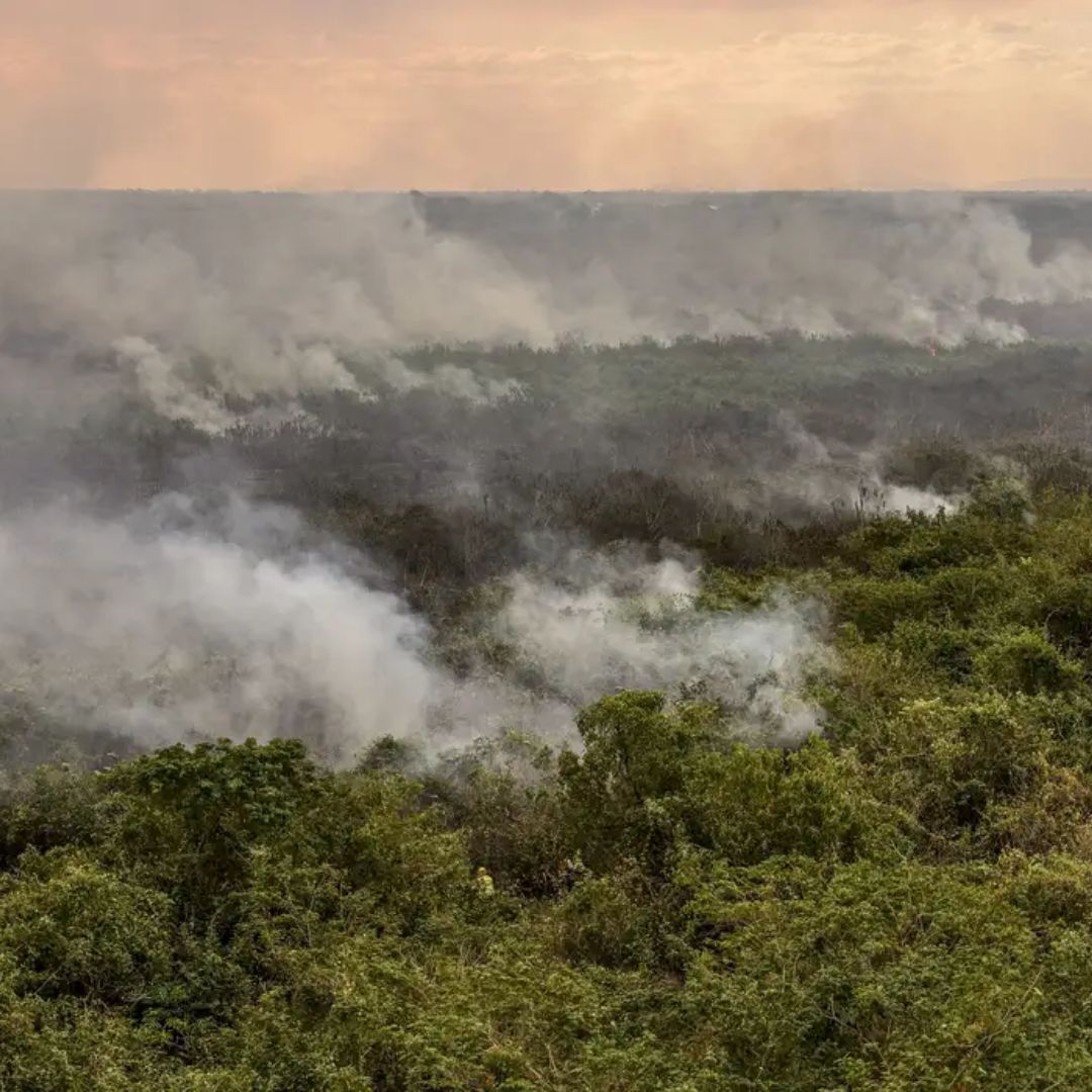 Pantanal em chamas: Foto - Reprodução/Agência Brasil